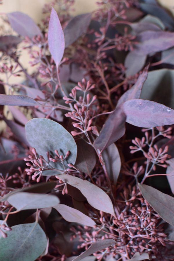 Eukalyptus Eucalyptus Populus rot mit Früchten frisch jetzt im Mrs Greenery Shop bestellen