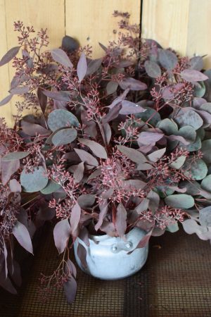 Eukalyptus Eucalyptus Populus rot mit Früchten frisch jetzt im Mrs Greenery Shop bestellen