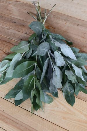 Eukalyptus Robusta. Perfekt für Greenery Sträuße und Kränze. Trocknet wunderschön ein.