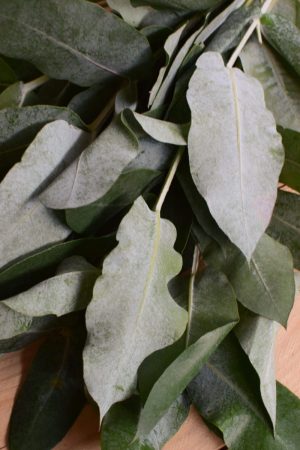 Eukalyptus Robusta. Perfekt für Greenery Sträuße und Kränze. Trocknet wunderschön ein.