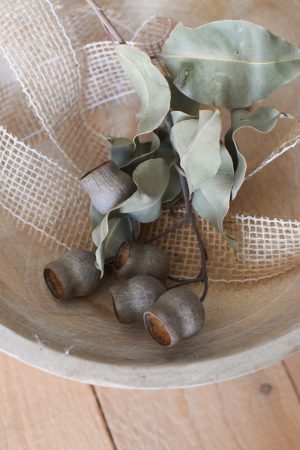Eukalyptus Zweig mit Früchten Kapseln getrocknet. Trockenblumen im Mrs Greenery Shop bestellen kaufen