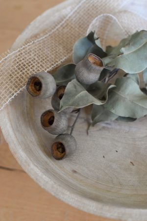 Eukalyptus Zweig mit Früchten Kapseln getrocknet. Trockenblumen im Mrs Greenery Shop bestellen kaufen