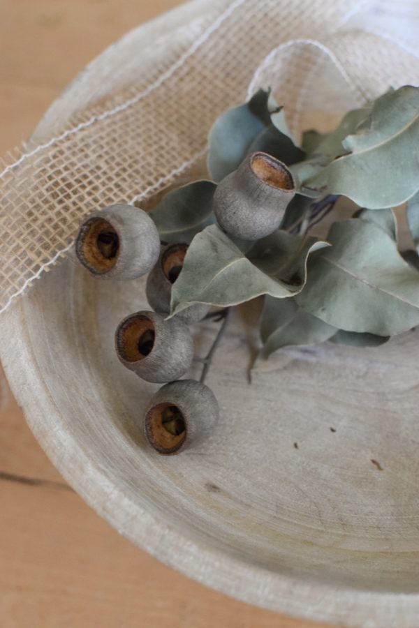 Eukalyptus Zweig mit Früchten Kapseln getrocknet. Trockenblumen im Mrs Greenery Shop bestellen kaufen