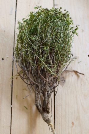 Euphorbia Spinoza grün getrocknet. Für deine Naturdekoideen. Naturdeko Greenery