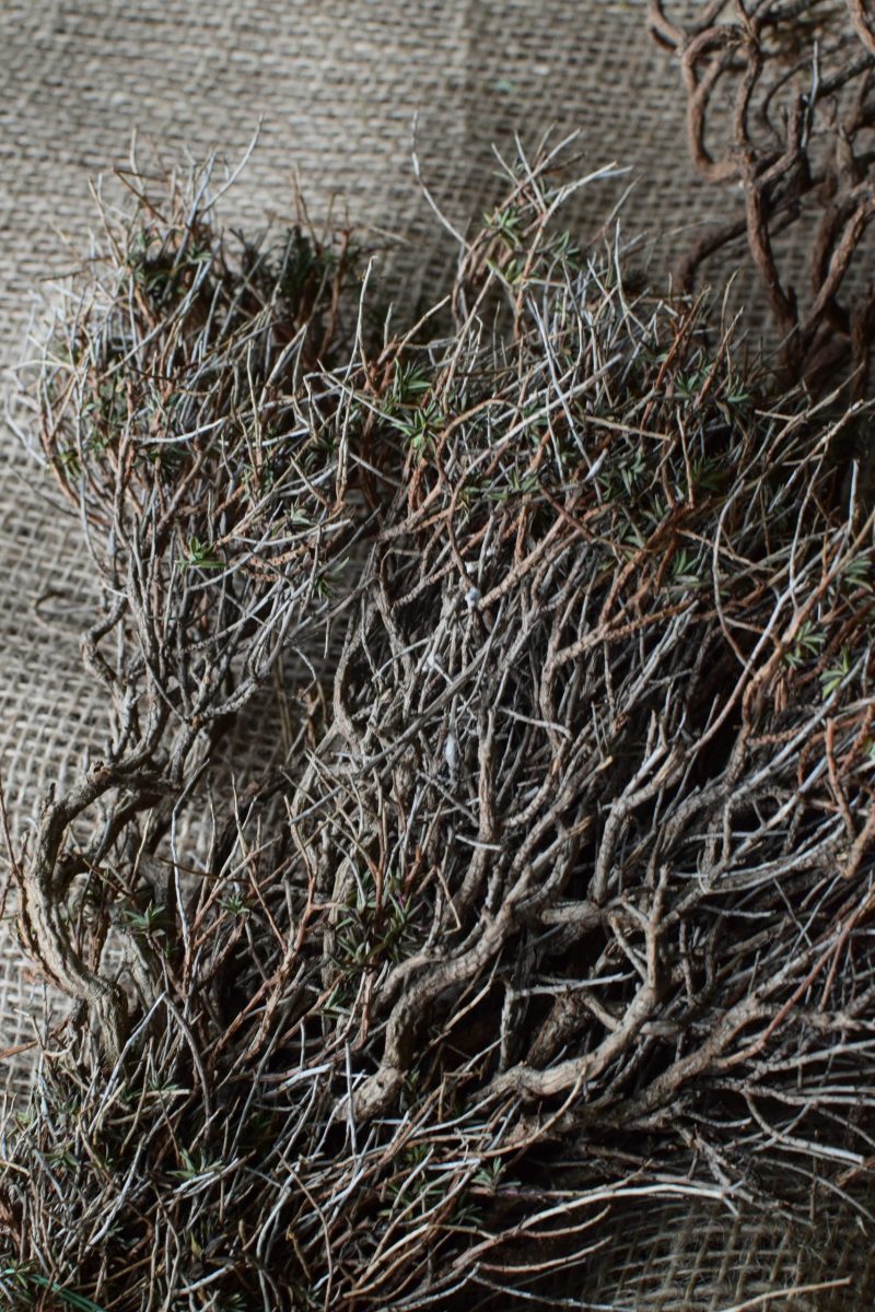 Euphorbia Spinoza getrocknet kaufen und dekorieren. Naturdeko selber machen. Natürlich dekorieren