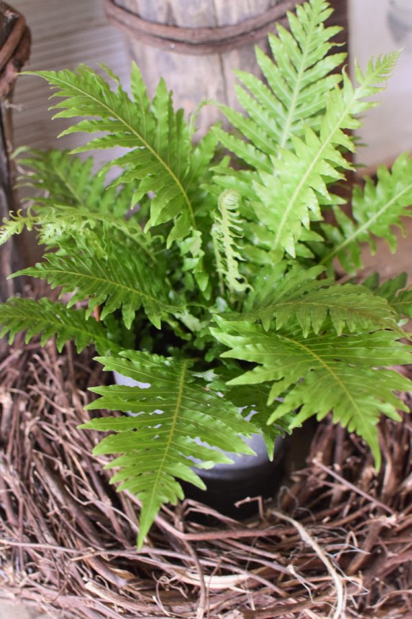 Farn Gartenpflanze Topfpflanze im Mrs Greenery Shop bestellen kaufen