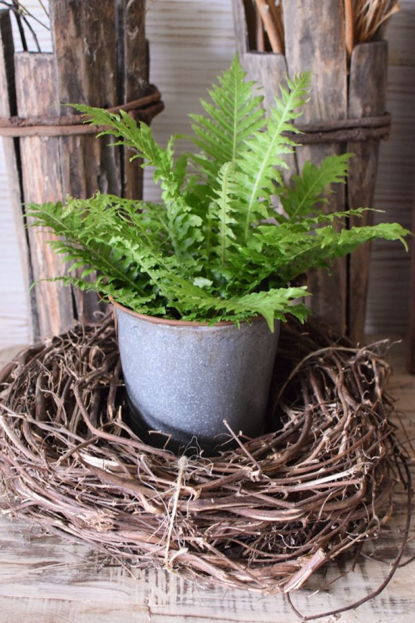 Farn Gartenpflanze Topfpflanze im Mrs Greenery Shop bestellen kaufen