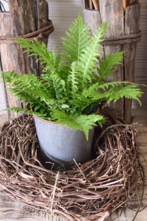 Farn Gartenpflanze Topfpflanze im Mrs Greenery Shop bestellen kaufen