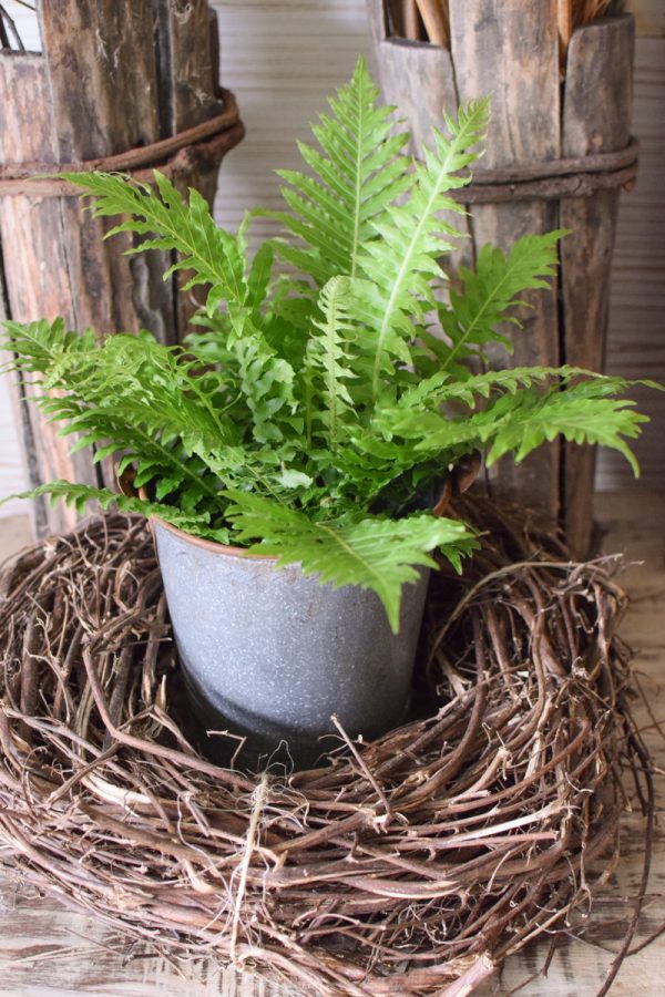 Farn Gartenpflanze Topfpflanze im Mrs Greenery Shop bestellen kaufen