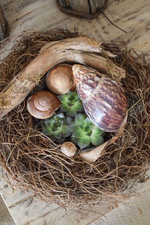 Pflanzkorb Pflanzschale Farnwurzel Naturschale wasserdicht im Mrs Greenery Shop bestellen kaufen