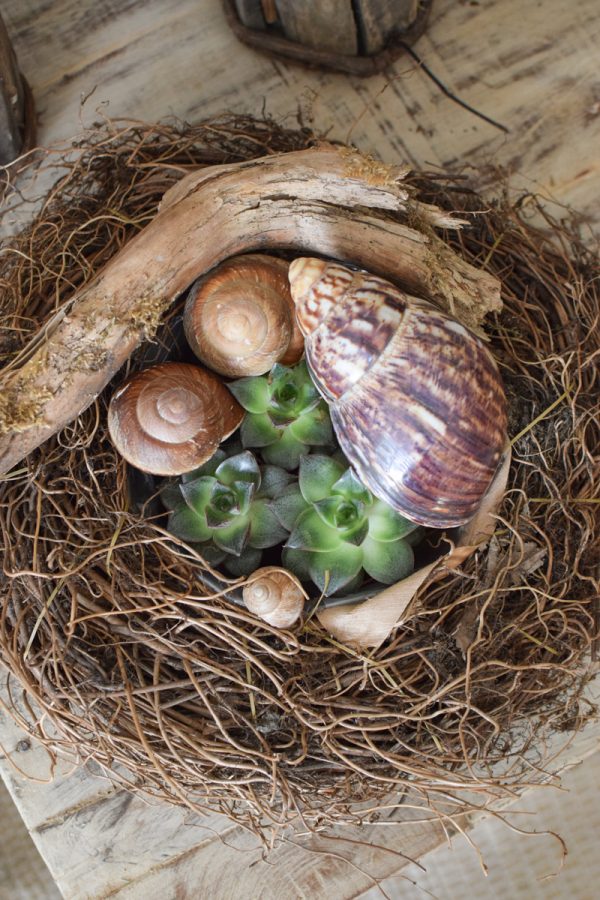 Pflanzkorb Pflanzschale Farnwurzel Naturschale wasserdicht im Mrs Greenery Shop bestellen kaufen
