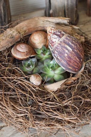 Pflanzkorb Pflanzschale Farnwurzel Naturschale wasserdicht im Mrs Greenery Shop bestellen kaufen