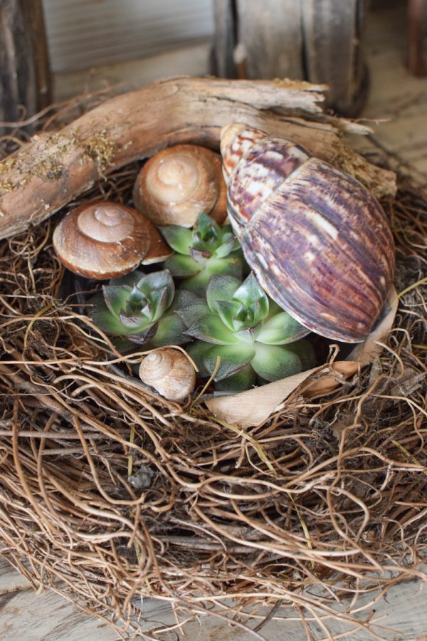 Pflanzkorb Pflanzschale Farnwurzel Naturschale wasserdicht im Mrs Greenery Shop bestellen kaufen