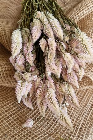 Federbusch Celosia getrocknet pink rosa Trockenblumen im Mrs Greenery Shop bestellen Arrangement Blumendeko Blumenstrauss