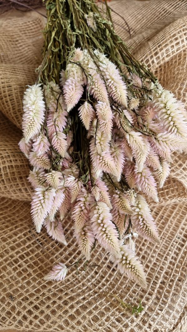Federbusch Celosia getrocknet pink rosa Trockenblumen im Mrs Greenery Shop bestellen Arrangement Blumendeko Blumenstrauss