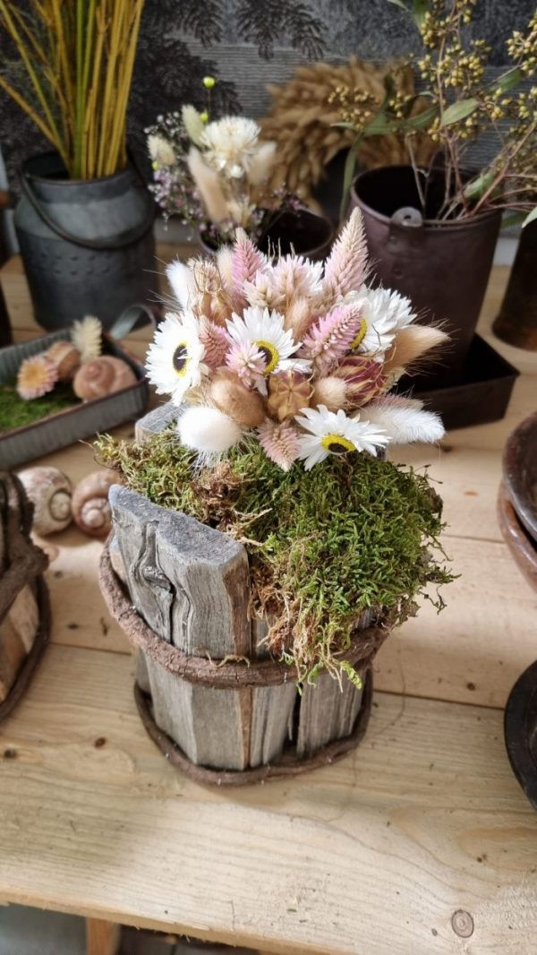 Federbusch Celosia getrocknet pink rosa Trockenblumen im Mrs Greenery Shop bestellen Arrangement Blumendeko Blumenstrauss