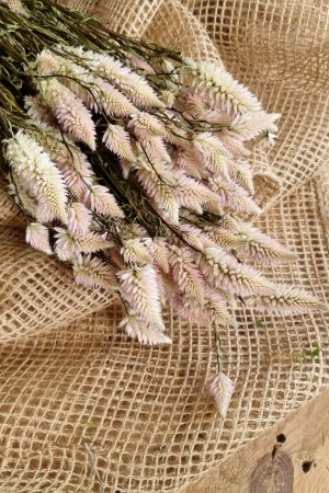 Federbusch Celosia getrocknet pink rosa Trockenblumen im Mrs Greenery Shop bestellen Arrangement Blumendeko Blumenstrauss