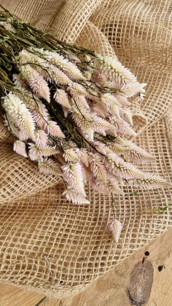 Federbusch Celosia getrocknet pink rosa Trockenblumen im Mrs Greenery Shop bestellen Arrangement Blumendeko Blumenstrauss
