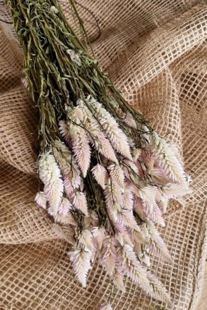Federbusch Celosia getrocknet pink rosa Trockenblumen im Mrs Greenery Shop bestellen Arrangement Blumendeko Blumenstrauss