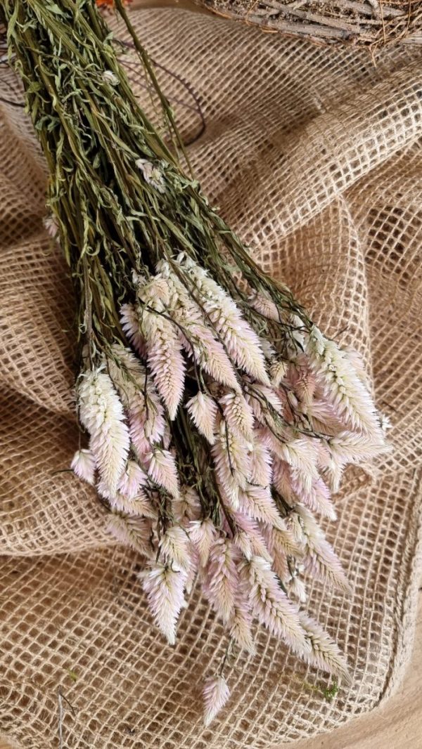 Federbusch Celosia getrocknet pink rosa Trockenblumen im Mrs Greenery Shop bestellen Arrangement Blumendeko Blumenstrauss