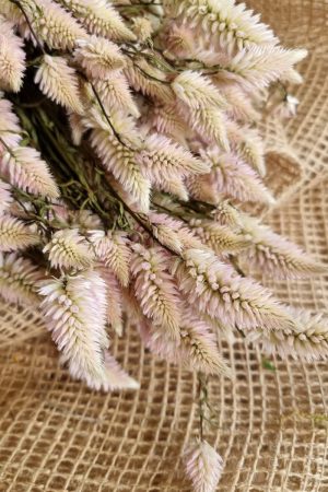 Federbusch Celosia getrocknet pink rosa Trockenblumen im Mrs Greenery Shop bestellen Arrangement Blumendeko Blumenstrauss