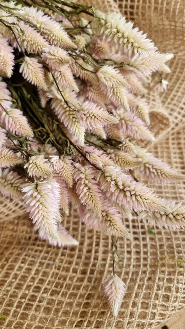 Federbusch Celosia getrocknet pink rosa Trockenblumen im Mrs Greenery Shop bestellen Arrangement Blumendeko Blumenstrauss