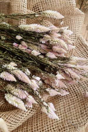 Federbusch Celosia getrocknet pink rosa Trockenblumen im Mrs Greenery Shop bestellen Arrangement Blumendeko Blumenstrauss