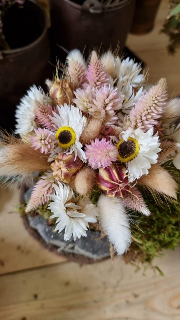 Federbusch Celosia getrocknet pink rosa Trockenblumen im Mrs Greenery Shop bestellen Arrangement Blumendeko Blumenstrauss