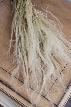 Trockenblume Federgras Stypa Pennata. Gras Gräser getrocknet Naturdeko mit Trockenblumen vom Mrs Greenery Shop