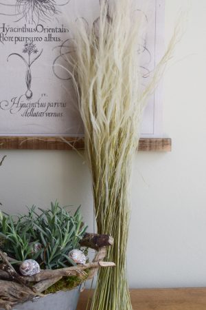 Trockenblume Federgras Stypa Pennata. Gras Gräser getrocknet Naturdeko mit Trockenblumen vom Mrs Greenery Shop