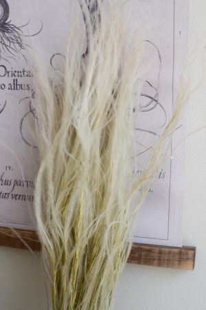 Trockenblume Federgras Stypa Pennata. Gras Gräser getrocknet Naturdeko mit Trockenblumen vom Mrs Greenery Shop