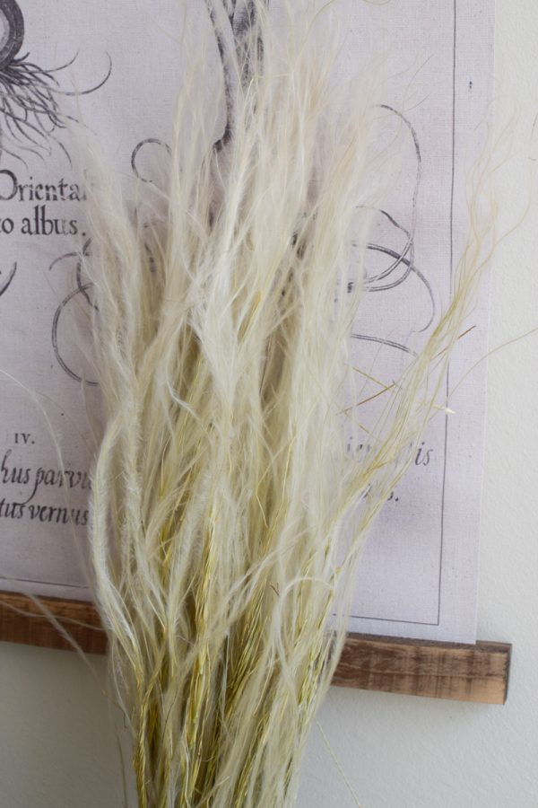 Trockenblume Federgras Stypa Pennata. Gras Gräser getrocknet Naturdeko mit Trockenblumen vom Mrs Greenery Shop