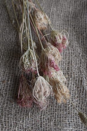 Trockenblumen: Fenchel getrocknet für deine Deko aus getrockneten Pflanzen
