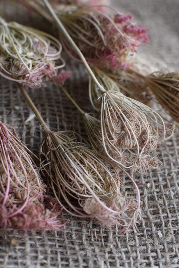 Trockenblumen: Fenchel getrocknet für deine Deko aus getrockneten Pflanzen