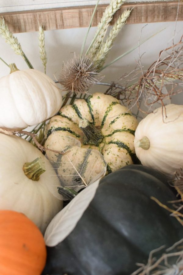 Zierkürbis Black Surprise – Bild 7