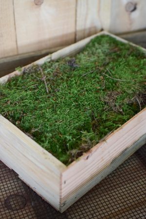 Frisches Moos in Holzkiste. Moosdeko frisch Kreativsein mit frischem Moos. Im Mrs Greenery Sho bestellen