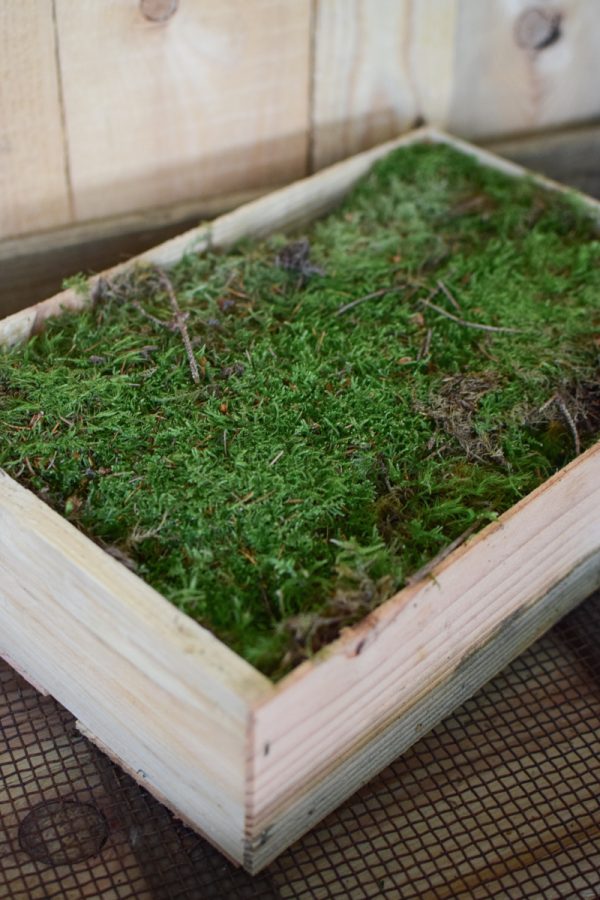 Frisches Moos in Holzkiste. Moosdeko frisch Kreativsein mit frischem Moos. Im Mrs Greenery Sho bestellen