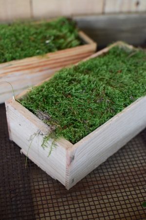 Frisches Moos in Holzkiste. Moosdeko frisch Kreativsein mit frischem Moos. Im Mrs Greenery Sho bestellen