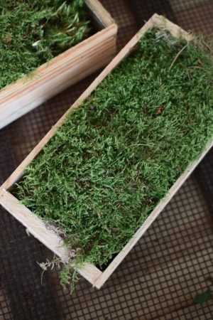 Frisches Moos in Holzkiste. Moosdeko frisch Kreativsein mit frischem Moos. Im Mrs Greenery Sho bestellen