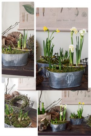 Narzisse bridal crown im Topf. Frühlingsblüher Frühlingsdeko mit Naturmaterialien Topfpflanze