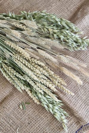 Getreide Mix Mischung Hafer Gerste Weizen getrocknet Trockenblumen im Mrs Greenery Shop bestellen kaufen Sommerdeko