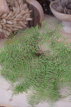 Korallenfarn Zyperngras Papyrus farn Grünmaterial Naturdeko frisch im Mrs Greenery Shop bestellen kaufen