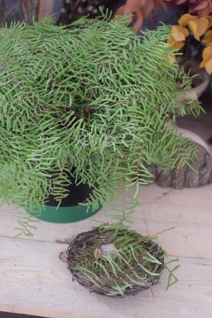 Korallenfarn Zyperngras Papyrus farn Grünmaterial Naturdeko frisch im Mrs Greenery Shop bestellen kaufen