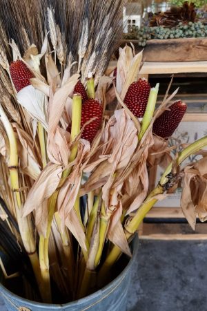 Mais rot Herbstdeko Deko dekoidee im Mrs Greenery Shop bestellen kaufen