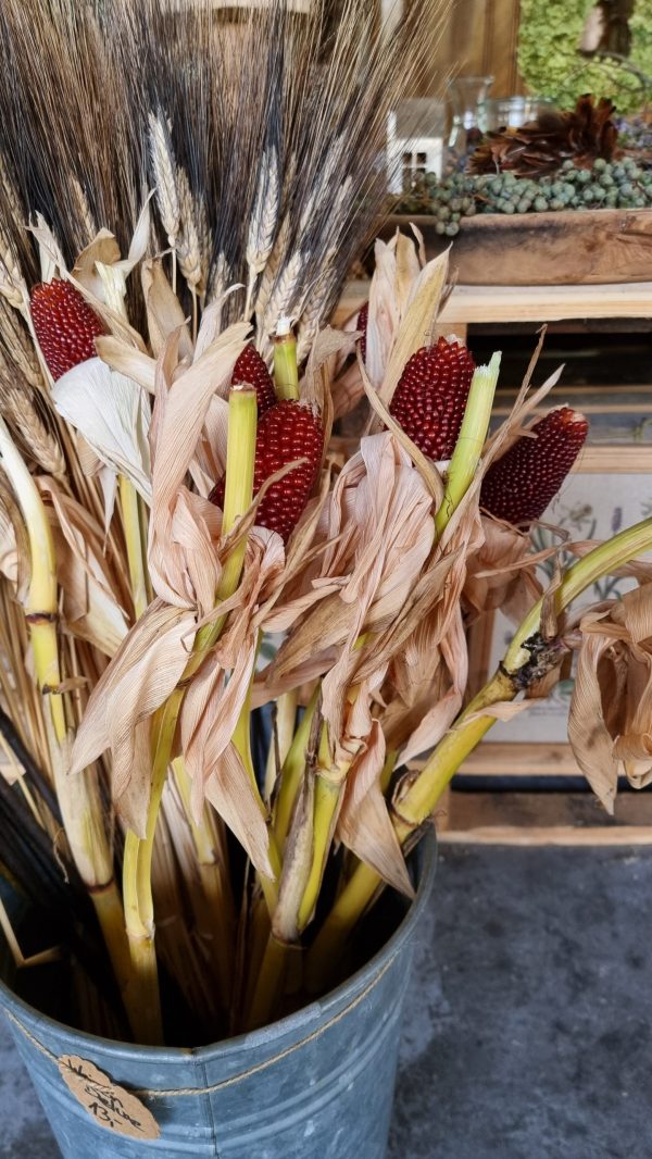 Mais rot Herbstdeko Deko dekoidee im Mrs Greenery Shop bestellen kaufen