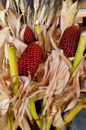 Mais rot Herbstdeko Deko dekoidee im Mrs Greenery Shop bestellen kaufen