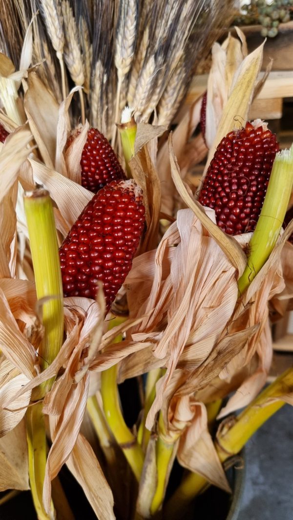 Mais rot Herbstdeko Deko dekoidee im Mrs Greenery Shop bestellen kaufen