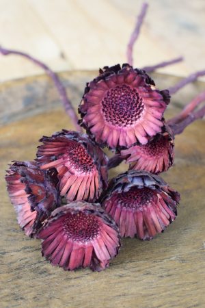 Holzblume violett. Blüte getrocknet. Mit Trockenblumen kreativsein aus dem Mrs Greenery Shop