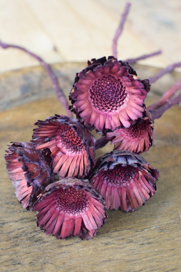 Holzblume violett. Blüte getrocknet. Mit Trockenblumen kreativsein aus dem Mrs Greenery Shop