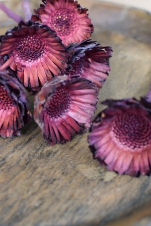 Holzblume violett. Blüte getrocknet. Mit Trockenblumen kreativsein aus dem Mrs Greenery Shop